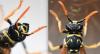 Polistes sp.